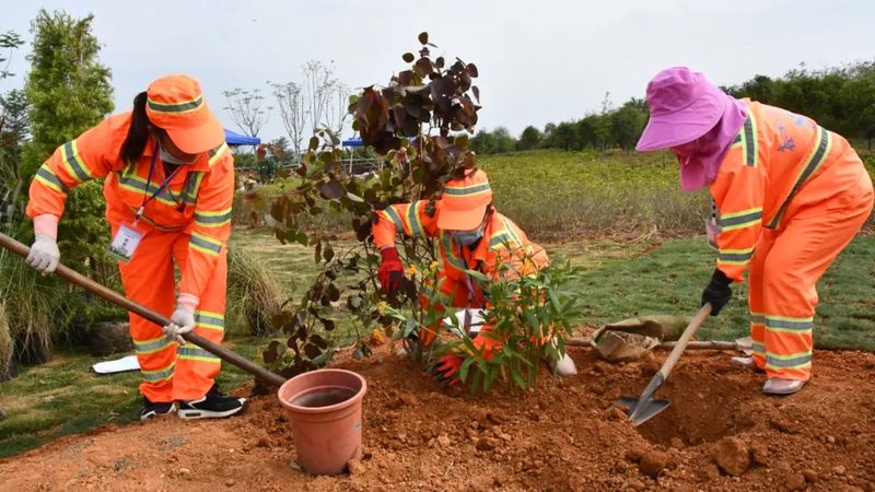 速生道路绿化乔木：选择与养护的关键要点