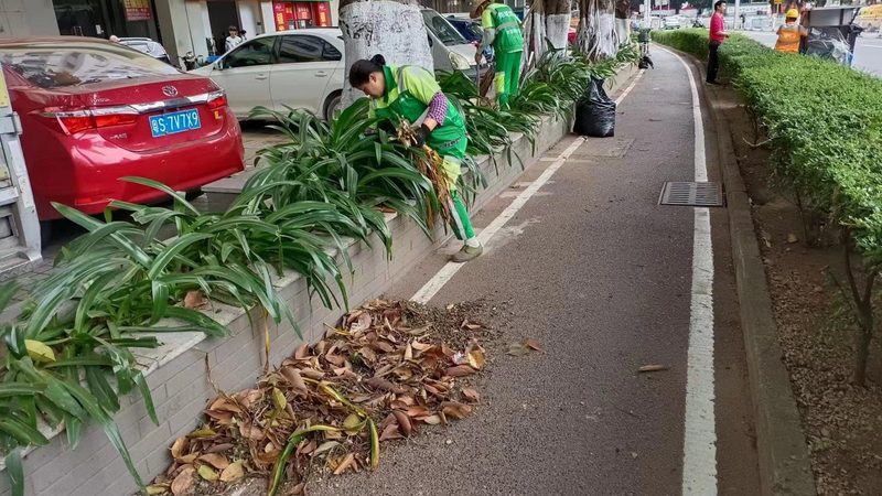 四川苗圃基地：批发价格背后的秘密